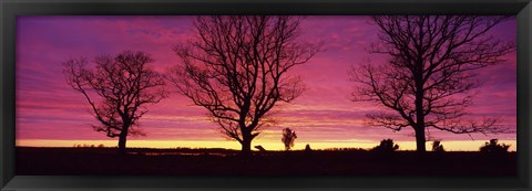 Framed Oak Trees, Sunset, Sweden Print