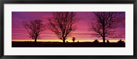 Framed Oak Trees, Sunset, Sweden Print