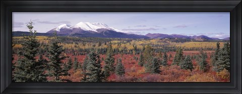 Framed Canada, Yukon Territory, View of pines trees in a valley Print