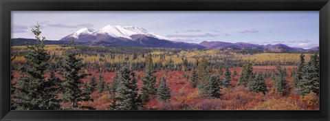 Framed Canada, Yukon Territory, View of pines trees in a valley Print