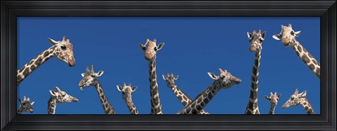 Framed Curious Giraffes (concept) Kenya Africa Print