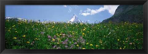 Framed Wild Flowers, Matterhorn Switzerland Print