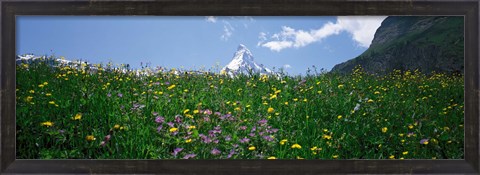 Framed Wild Flowers, Matterhorn Switzerland Print