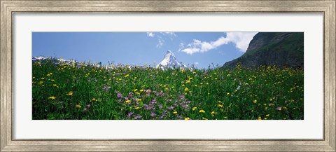 Framed Wild Flowers, Matterhorn Switzerland Print