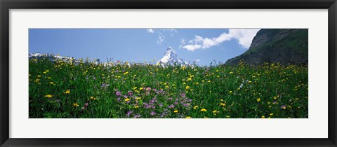 Framed Wild Flowers, Matterhorn Switzerland Print