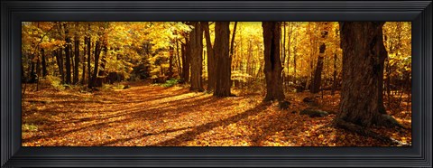 Framed Tree Lined Road, Massachusetts, USA Print