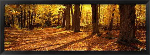 Framed Tree Lined Road, Massachusetts, USA Print