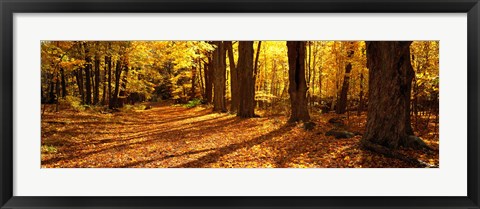 Framed Tree Lined Road, Massachusetts, USA Print