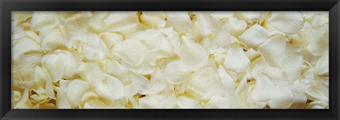 Framed White Rose Petals Print