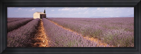 Framed Lavender Field, Valensole Province, France Print