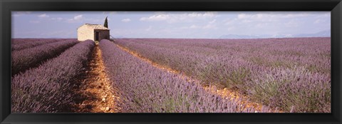 Framed Lavender Field, Valensole Province, France Print