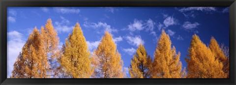 Framed Lark Trees, Switzerland Print