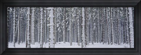 Framed Snow covered trees in a forest, Austria Print