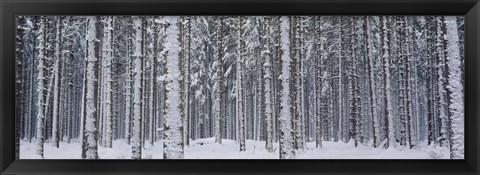 Framed Snow covered trees in a forest, Austria Print
