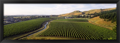 Framed Mission Vineyard, Hawkes Bay North Island, New Zealand Print