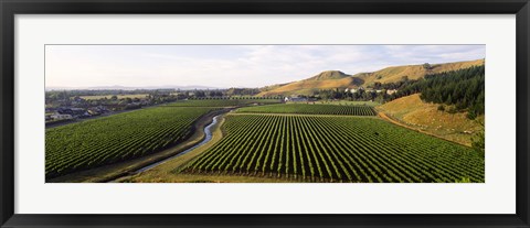 Framed Mission Vineyard, Hawkes Bay North Island, New Zealand Print