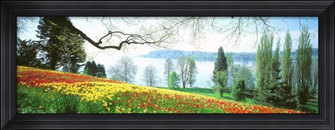 Framed Lake Constance, Insel Mainau, Germany Print