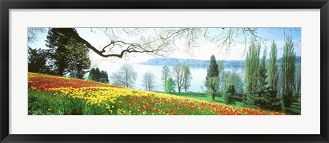 Framed Lake Constance, Insel Mainau, Germany Print