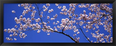 Framed Cherry Blossoms Washington DC Print