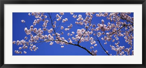 Framed Cherry Blossoms Washington DC Print