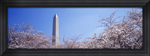 Framed Washington Monument behind cherry blossom trees, Washington DC, USA Print