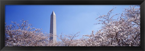 Framed Washington Monument behind cherry blossom trees, Washington DC, USA Print