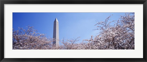 Framed Washington Monument behind cherry blossom trees, Washington DC, USA Print