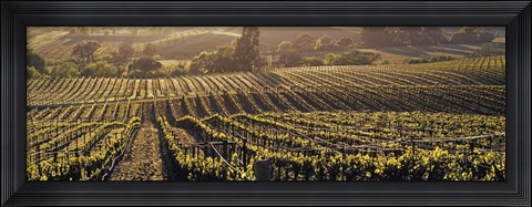 Framed Aerial View Of Rows Crop In A Vineyard, Careros Valley, California, USA Print