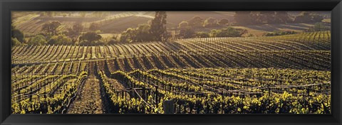 Framed Aerial View Of Rows Crop In A Vineyard, Careros Valley, California, USA Print