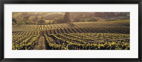 Framed Aerial View Of Rows Crop In A Vineyard, Careros Valley, California, USA Print