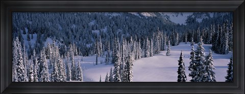 Framed Fir Trees, Mount Rainier National Park, Washington State, USA Print