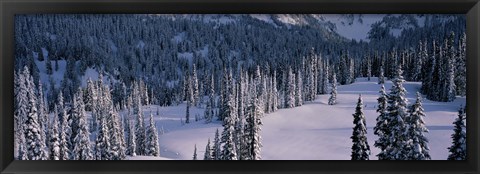 Framed Fir Trees, Mount Rainier National Park, Washington State, USA Print