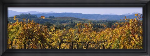 Framed High Angle View Of A Field, Alexander Valley, Napa, California, USA Print