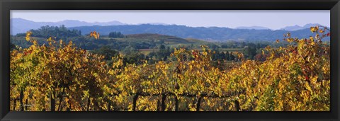 Framed High Angle View Of A Field, Alexander Valley, Napa, California, USA Print