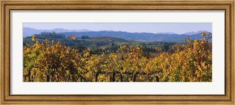 Framed High Angle View Of A Field, Alexander Valley, Napa, California, USA Print