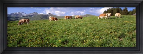 Framed Switzerland, Cows grazing in the field Print