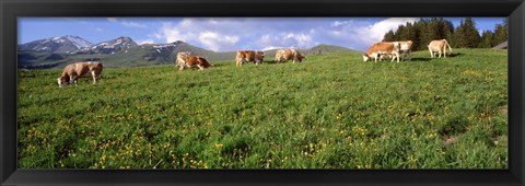 Framed Switzerland, Cows grazing in the field Print