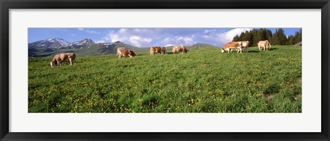 Framed Switzerland, Cows grazing in the field Print