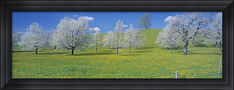 Framed View Of Blossoms On Cherry Trees, Zug, Switzerland Print