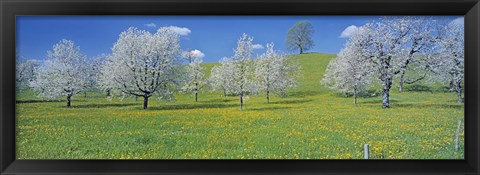 Framed View Of Blossoms On Cherry Trees, Zug, Switzerland Print