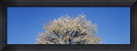 Framed Cherry Blossoms, Switzerland Print
