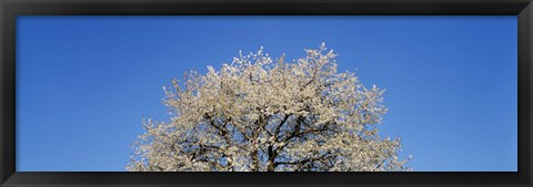 Framed Cherry Blossoms, Switzerland Print