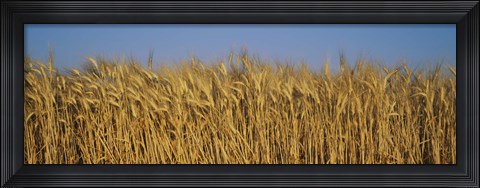 Framed Field Of Wheat, France Print