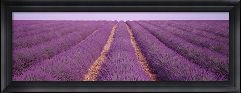 Framed France, View of rows of blossoms in a field Print