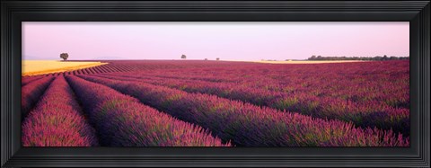 Framed Lavender crop on a landscape, France Print