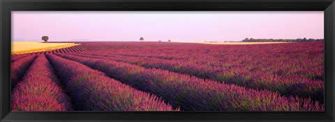 Framed Lavender crop on a landscape, France Print