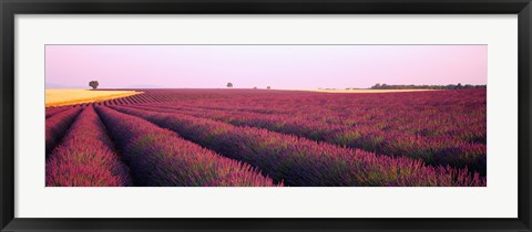 Framed Lavender crop on a landscape, France Print