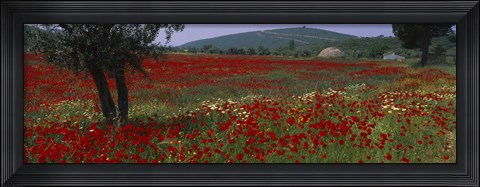 Framed Red poppies in a field, Turkey Print