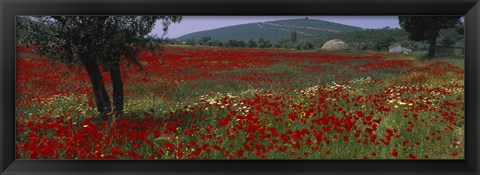 Framed Red poppies in a field, Turkey Print