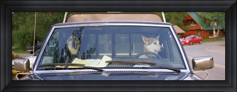Framed Close-up of two dogs in a pick-up truck, Main Street, Talkeetna, Alaska, USA Print